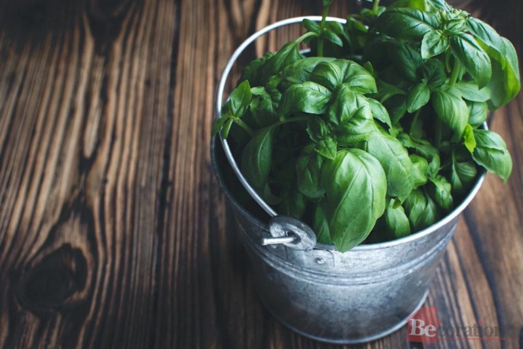 basil fragrance