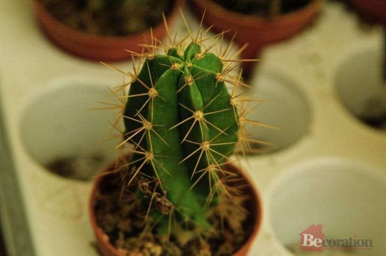How to care for indoor cacti becoration