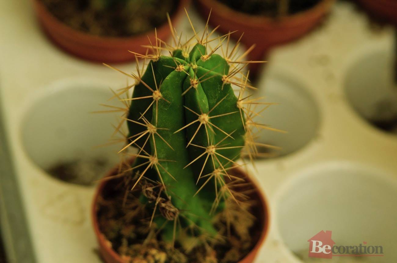 How to care for indoor cacti - becoration