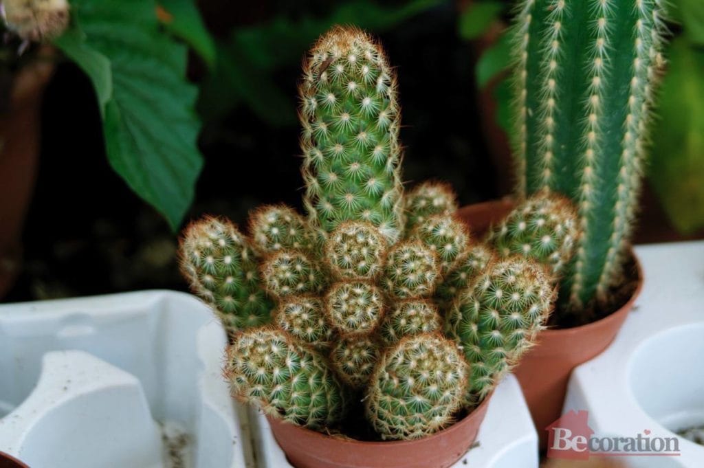 indoor_cactus_care02