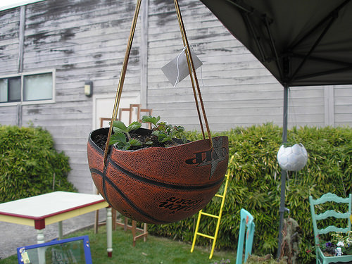planted-basket-ball