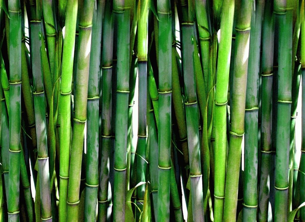 bamboo_decoration_2